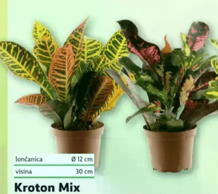 Kroton Mix - Akcija u trgovini Plodine