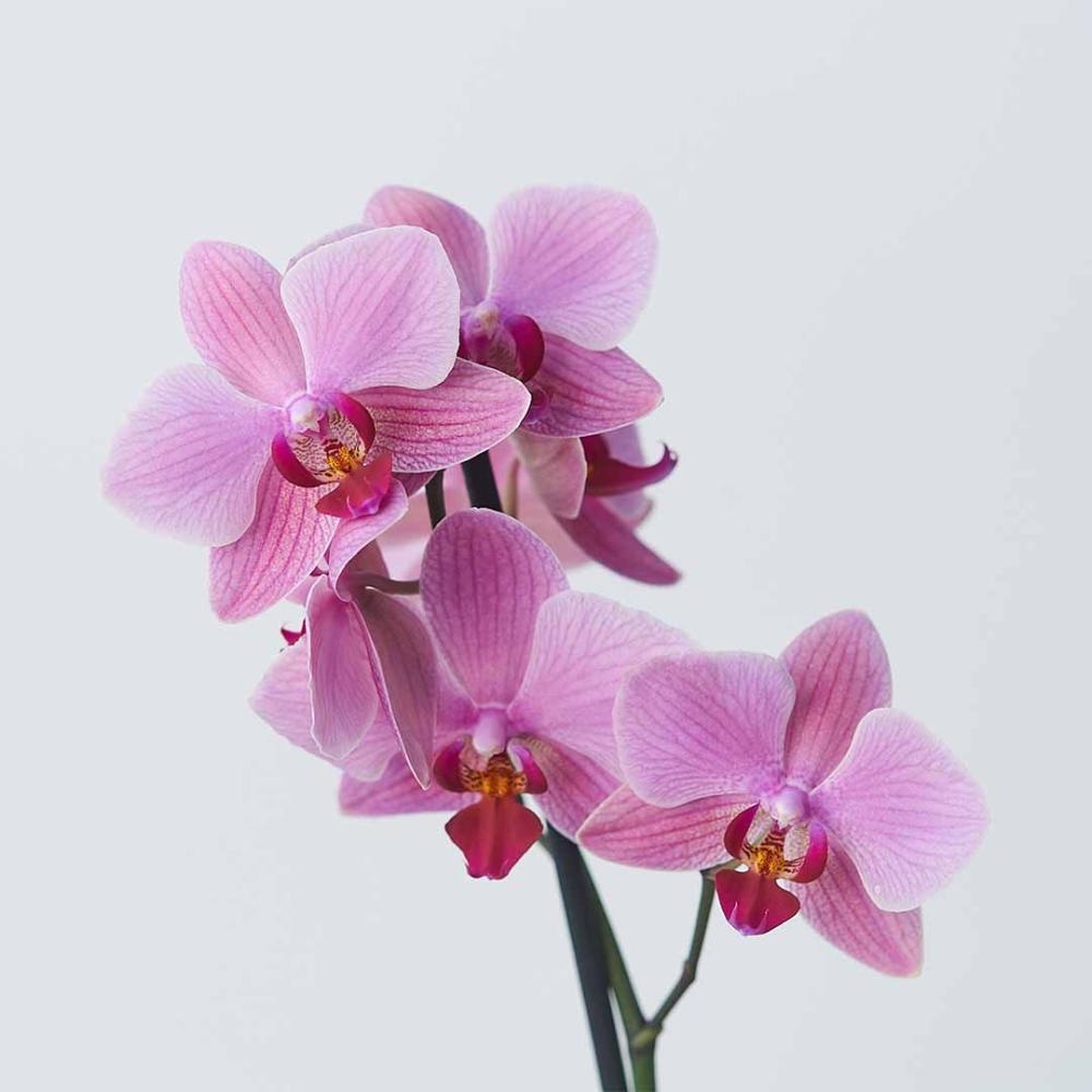 Orhideja 1 grana u tegli Ø 12 cm