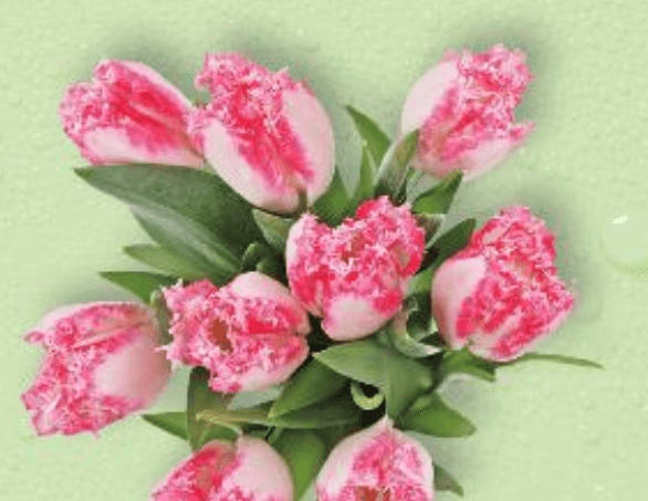 Tulipani razne sorte pakiranje od 9 komada - Akcija u trgovini Kaufland