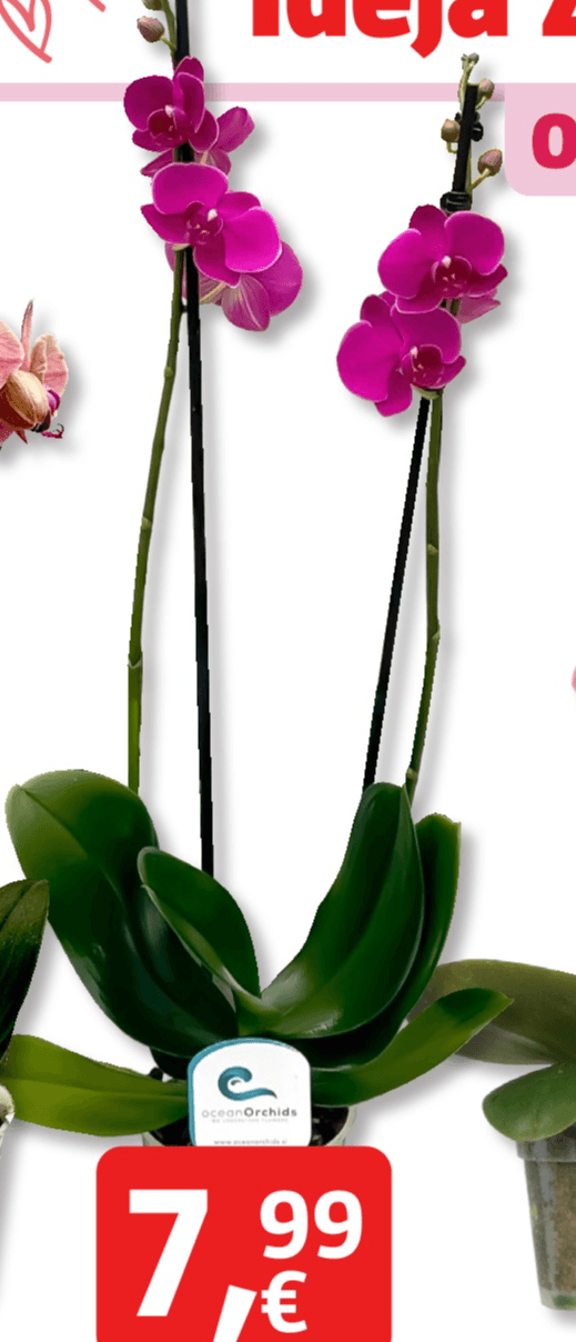 'Piardino' T12, 2 stabljike - Akcija u trgovini Bauhaus