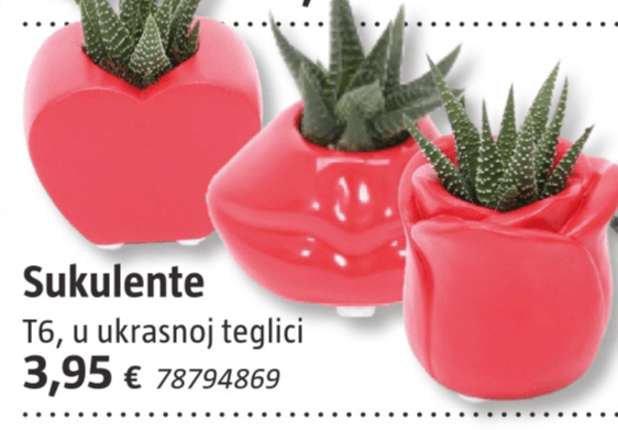 Sukulente T6 - Akcija u trgovini Bauhaus