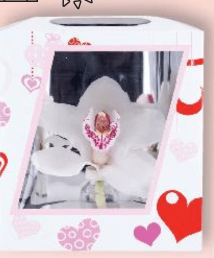 Orhideja komad - Akcija u trgovini Kaufland