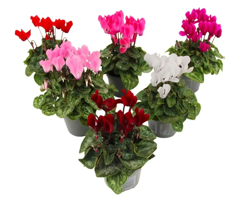 Ciklama - Akcija u trgovini Lidl