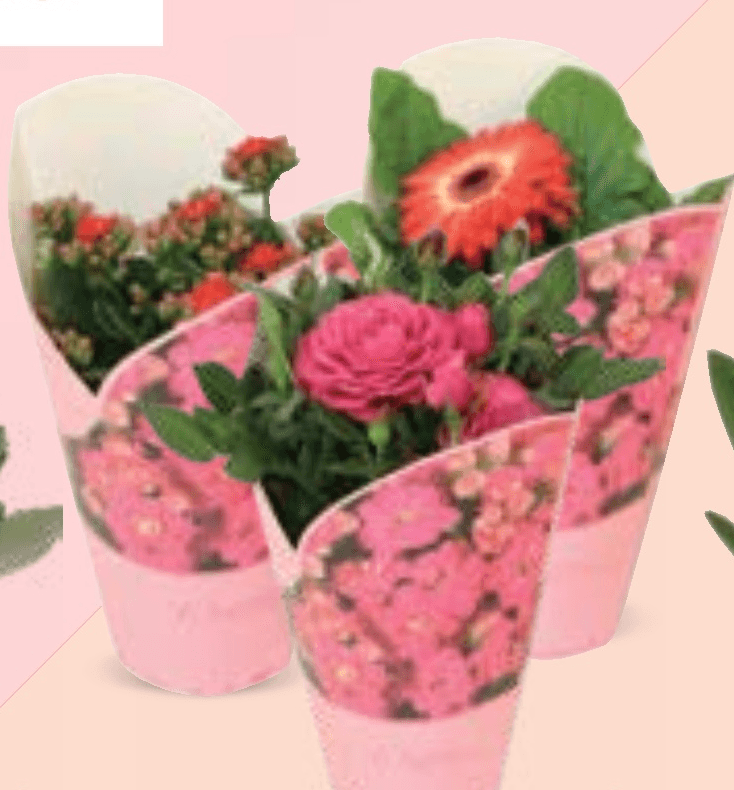 Cvatuće sobno bilje 12cm, kom - Akcija u trgovini Konzum