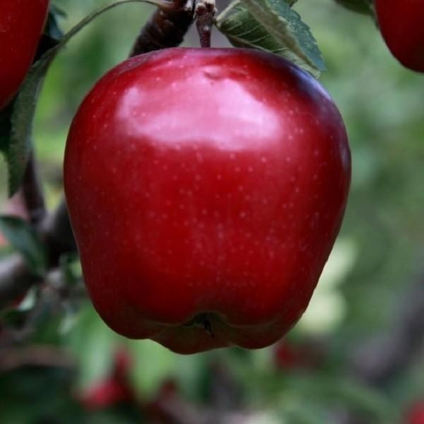 Jabuka crveni delishes