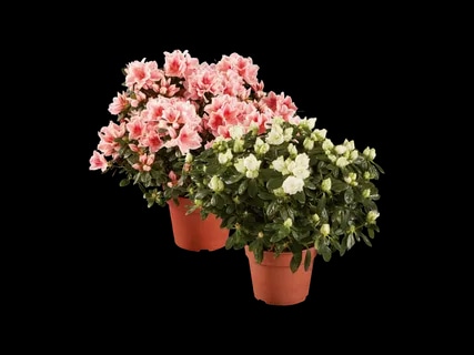 Azaleja - Akcija u trgovini Lidl