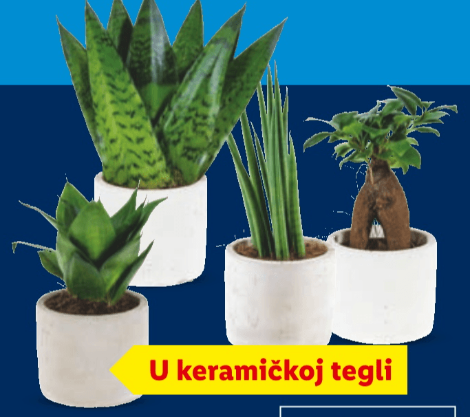 Biljni/Sanseverija mix Komad - Akcija u trgovini Lidl