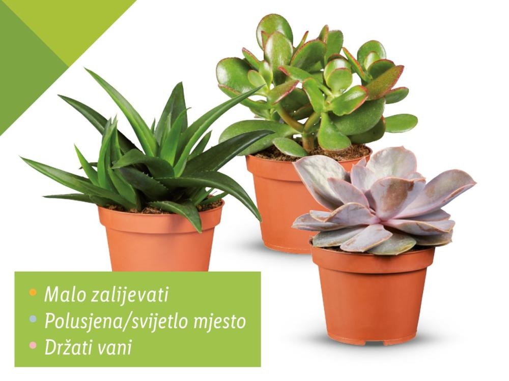 Sukulenti mix - Akcija u trgovini Lidl