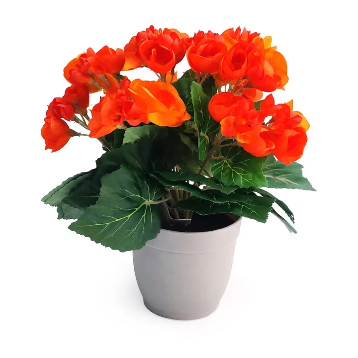 Begonija komad - Akcija u trgovini Kaufland