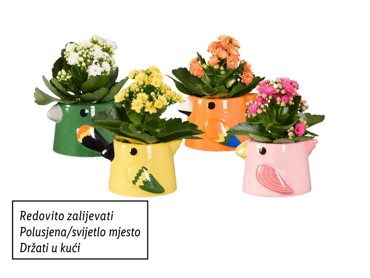 Kalanhoa Komad - Akcija u trgovini Lidl