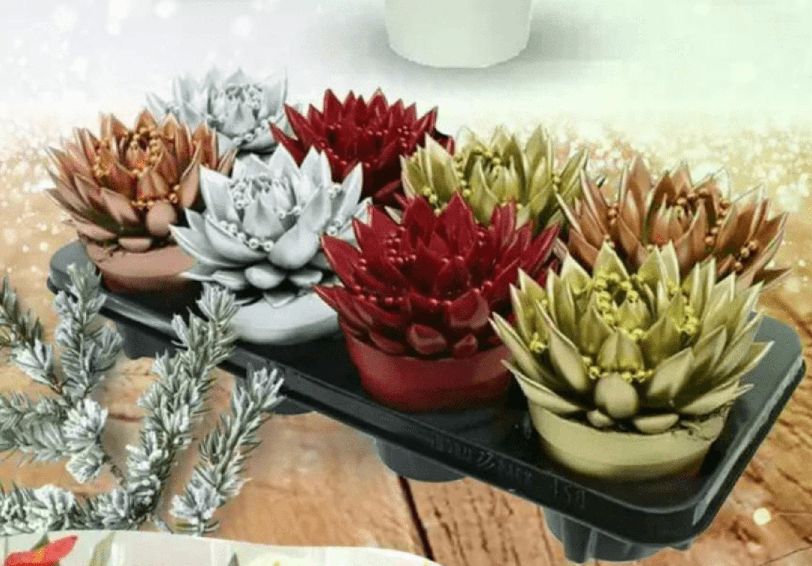Sukulenti X-Mas