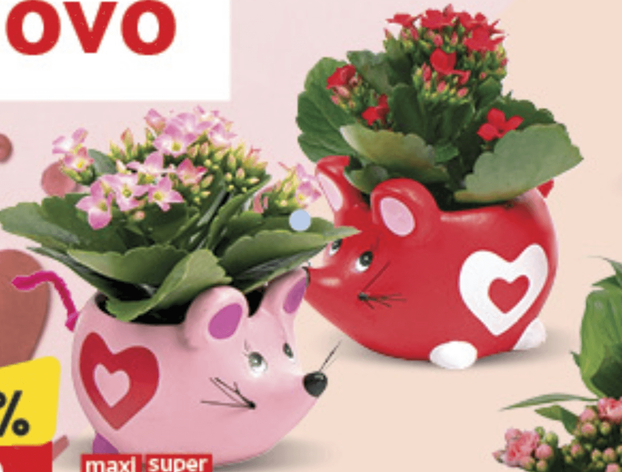 Kalanchoa - Akcija u trgovini Konzum