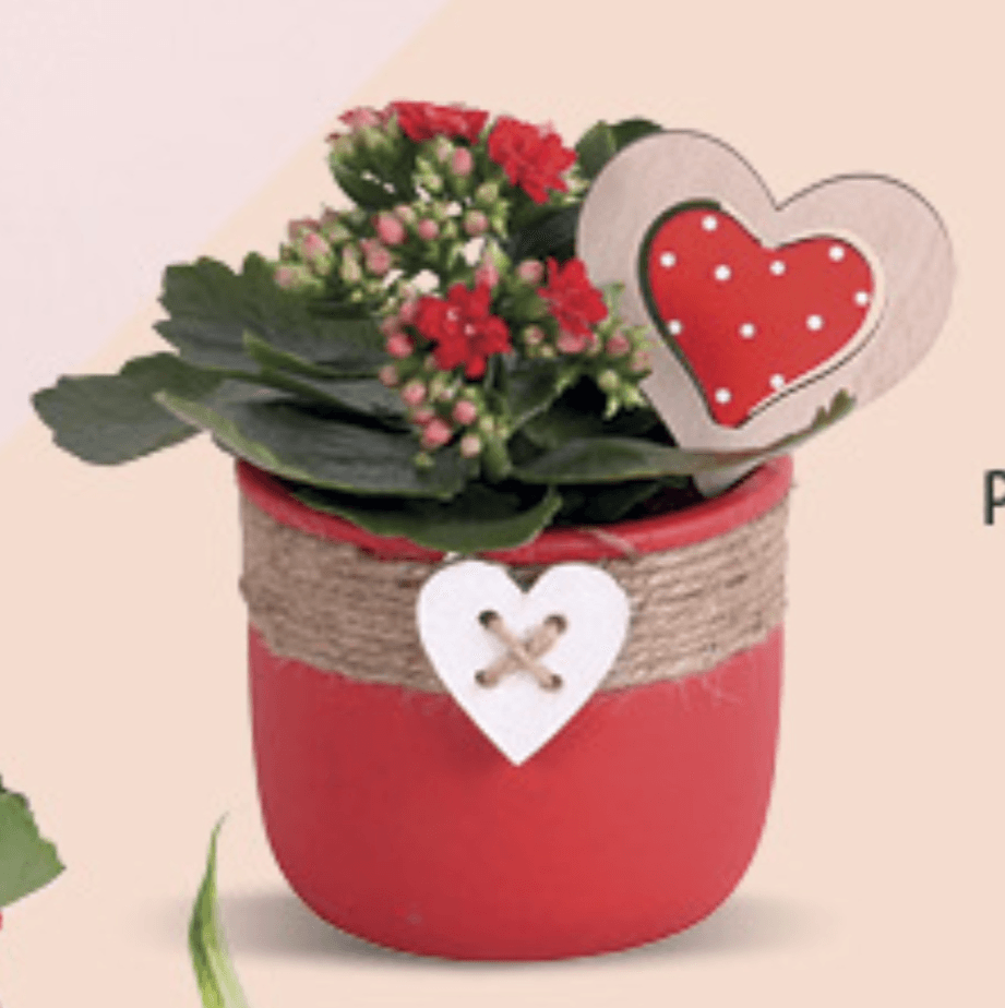 Kalanchoa - Akcija u trgovini Konzum