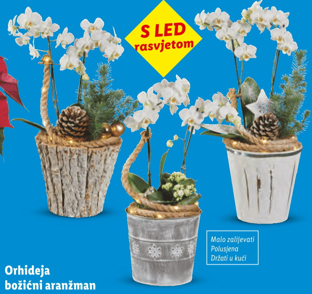 Orhideja božićni aranžman
