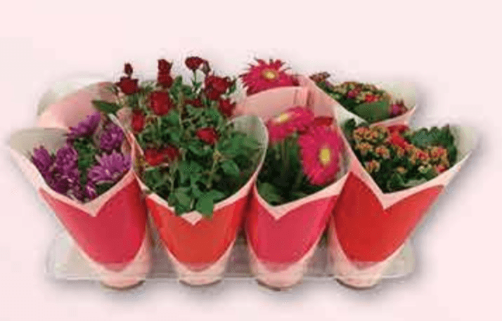 Cvjetni mix Ø 12 cm, 35 cm - Akcija u trgovini Plodine