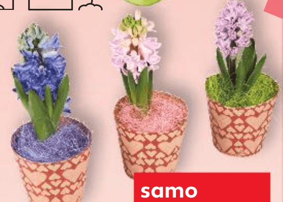 Zumbul komad - Akcija u trgovini Kaufland