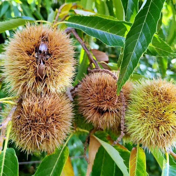 Sadnica KESTEN - Akcija u trgovini Pevex