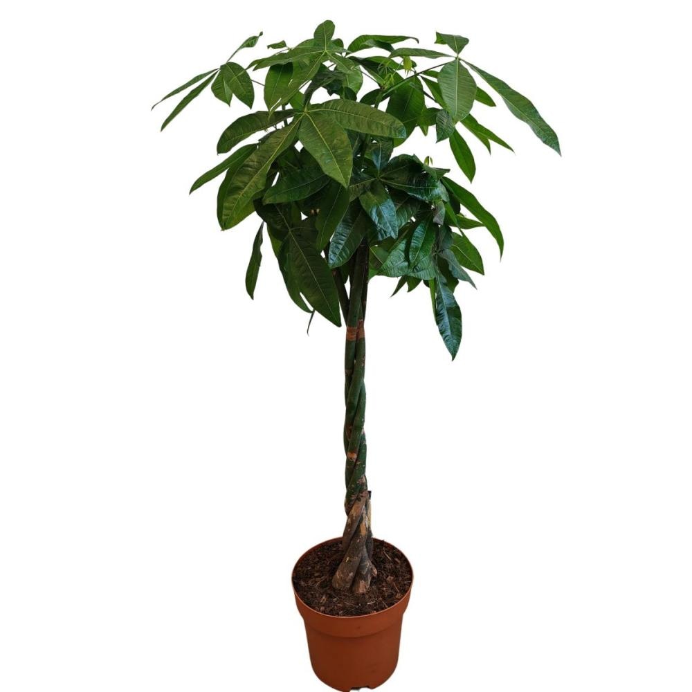 Lončanica PACHIRA Ø21, 90 cm - Akcija u trgovini Pevex