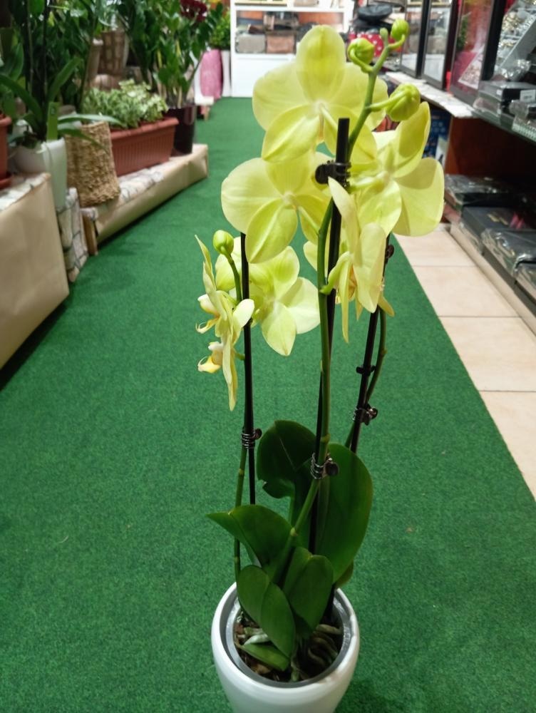 Lončanica ORHIDEJA PHALAENOPSIS 1 grana - Akcija u trgovini Pevex