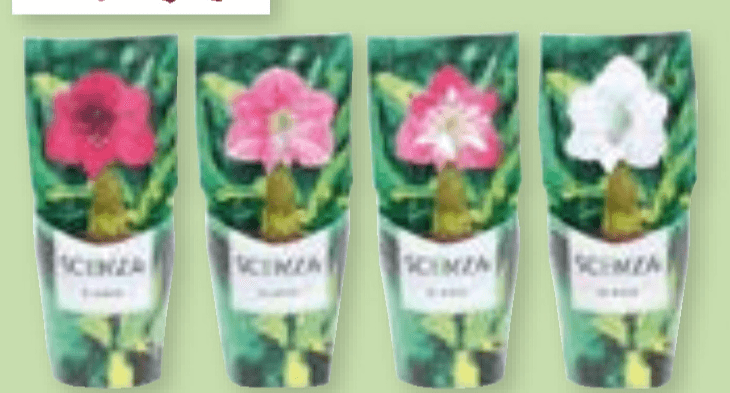 Amarylis 1 kom Scenza - Akcija u trgovini Spar