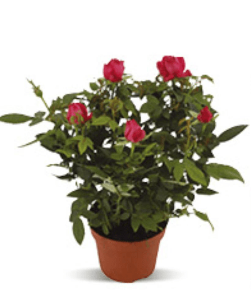 Rosa mix 1 kom - Akcija u trgovini NTL