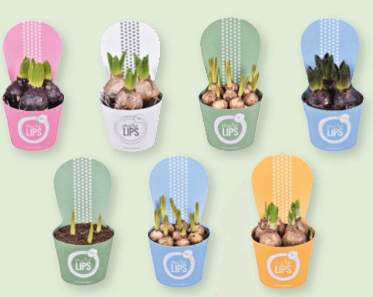 Lukovice More Lips 1 kom - Akcija u trgovini Spar