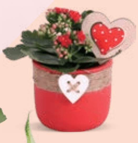 KALANCHOA - Akcija u trgovini Konzum