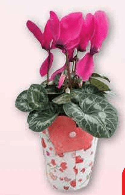 Ciklama Valentinovo - Akcija u trgovini Plodine