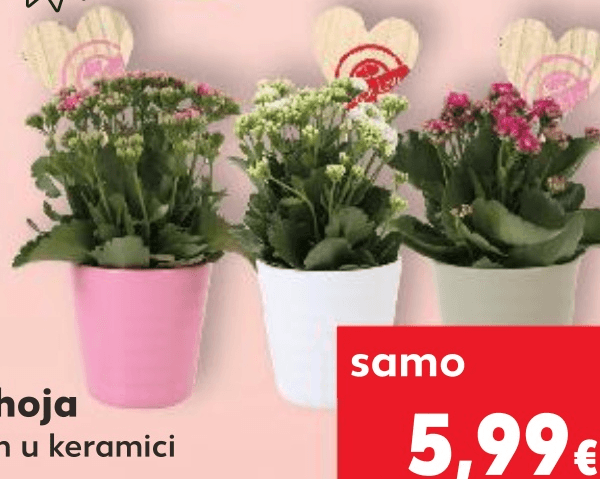 Kalanhoja komad - Akcija u trgovini Kaufland