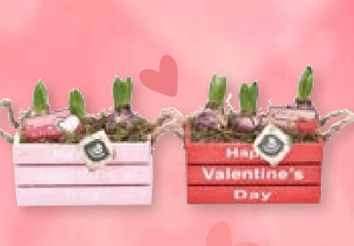 Lukovice Valentinovo 1 kom - Akcija u trgovini Spar