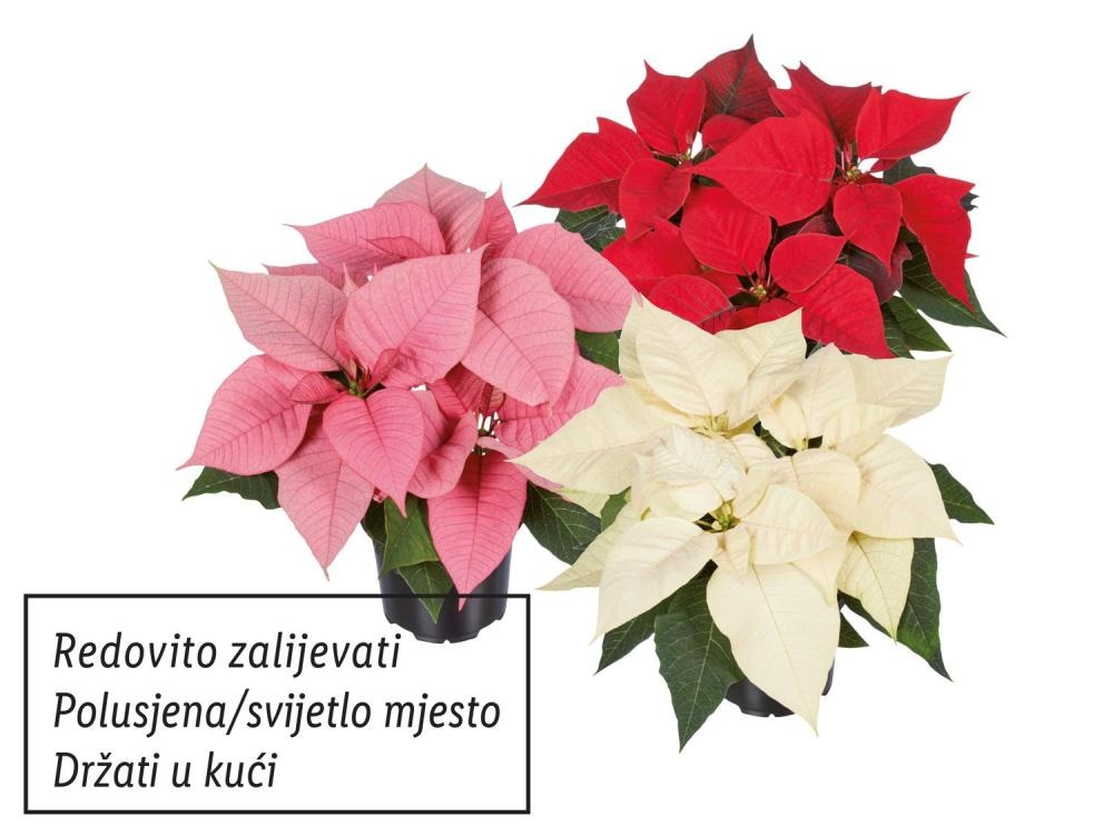 Božićna zvijezda midi