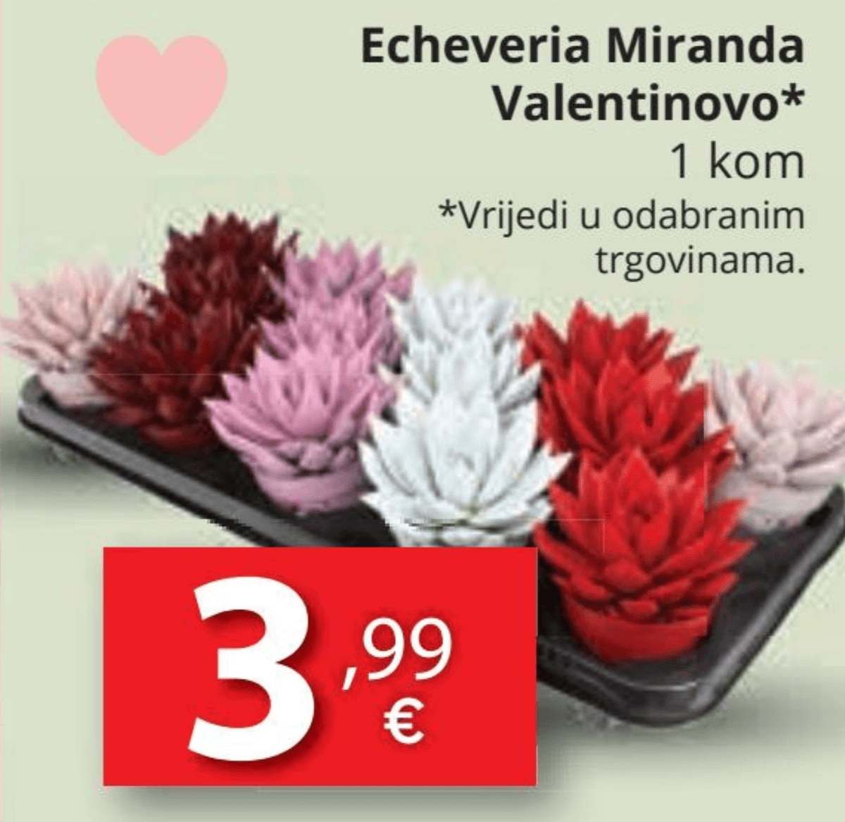 Echeveria Miranda Valentinovo 1 kom - Akcija u trgovini Djelo