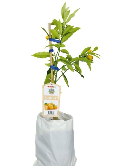 Sadnice kumkvat 1 kom - Akcija u trgovini Interspar