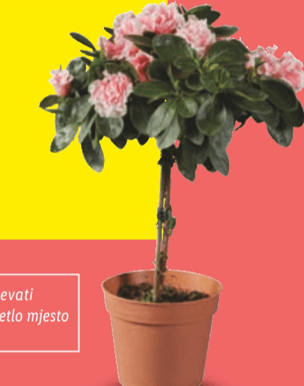 Azaleja stablašica Komad - Akcija u trgovini Lidl