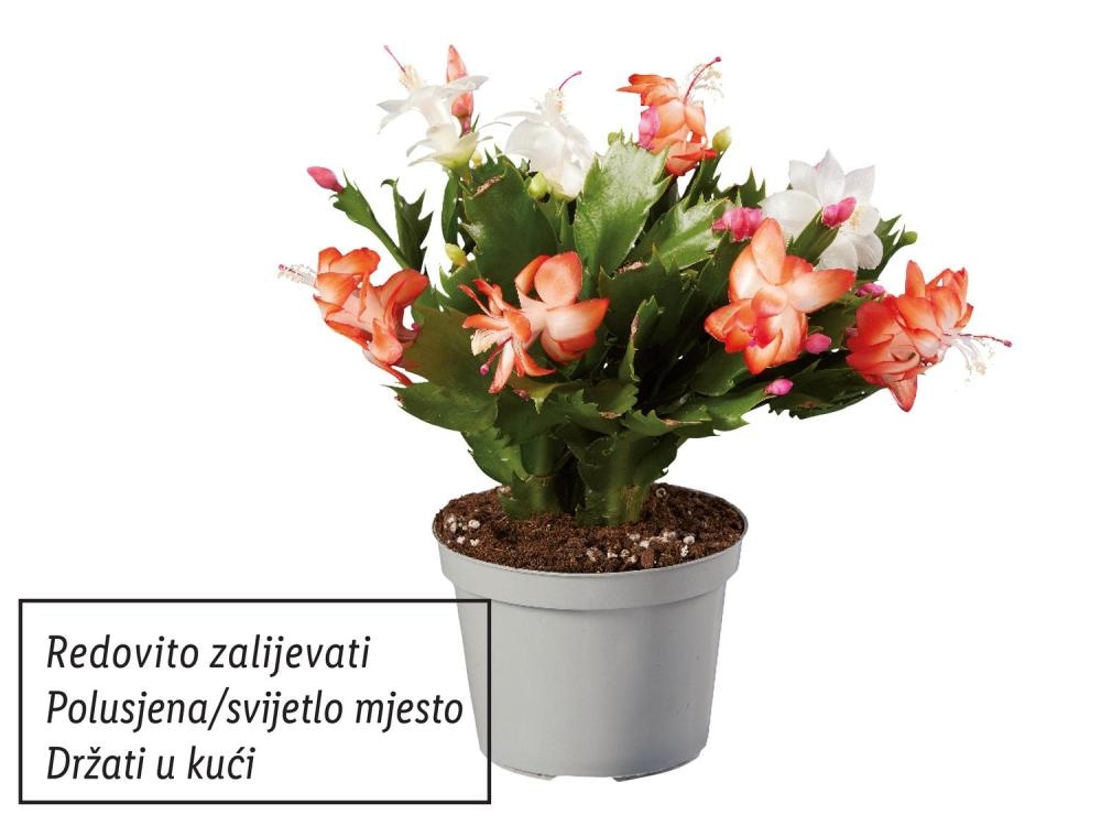 Božićni kaktus DUO
