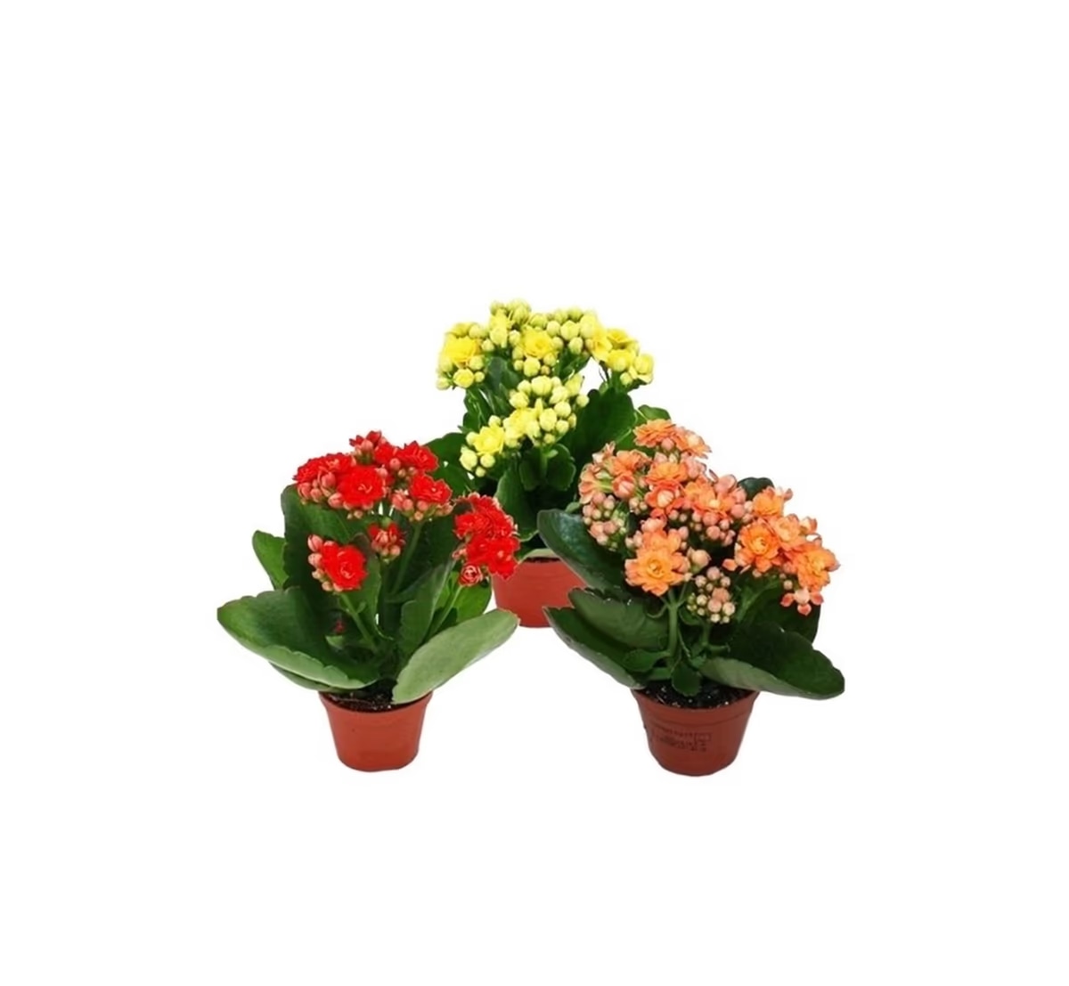 Kalanhoa - Akcija u trgovini Lidl