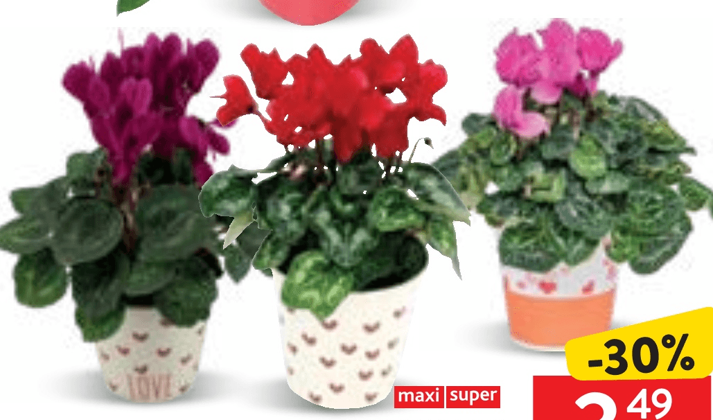 CIKLAMA MIX - Akcija u trgovini Konzum