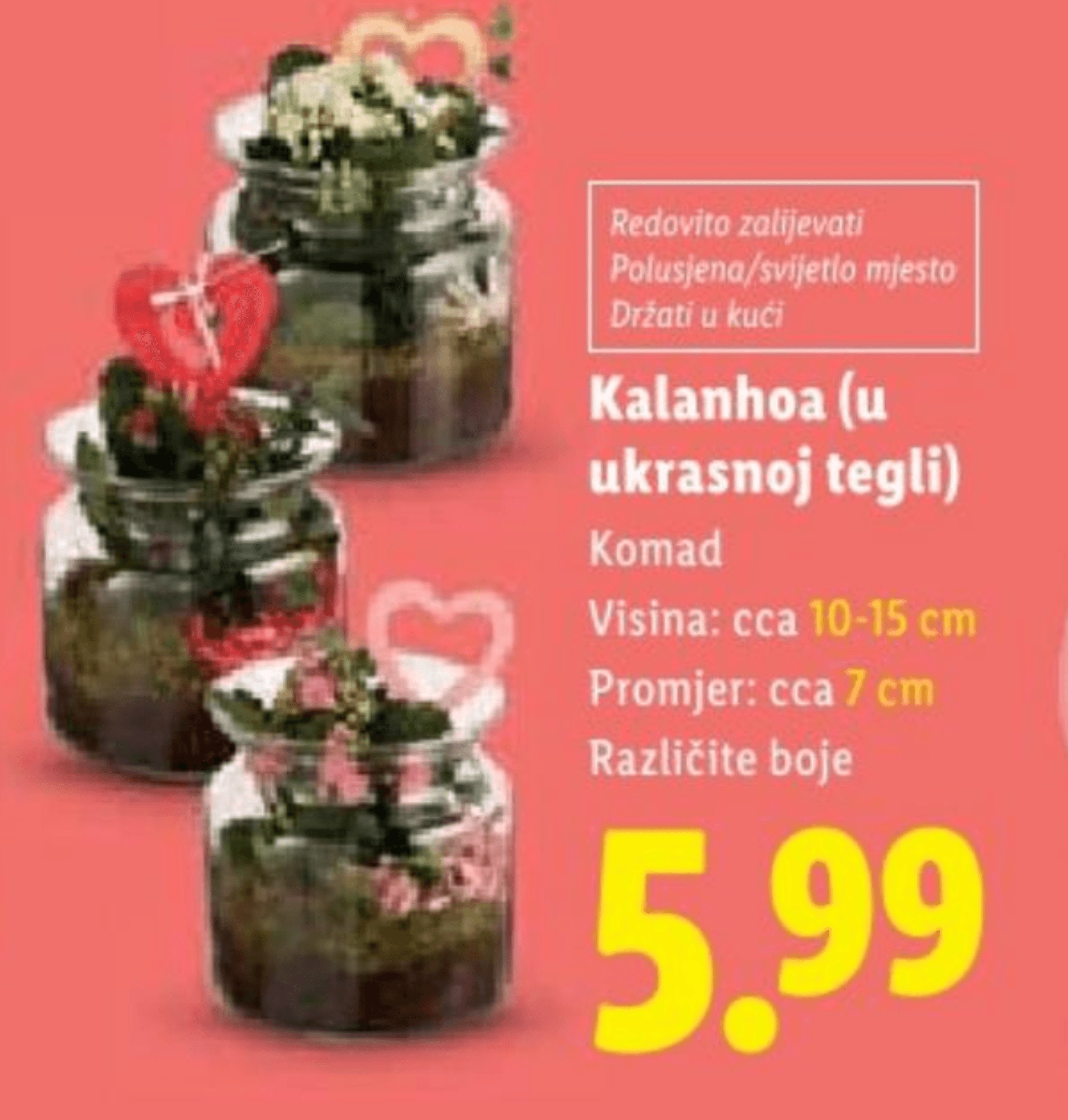 Kalanhoa Komad - Akcija u trgovini Lidl