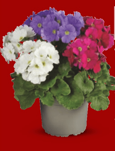 Trobojni jaglac Komad - Akcija u trgovini Lidl