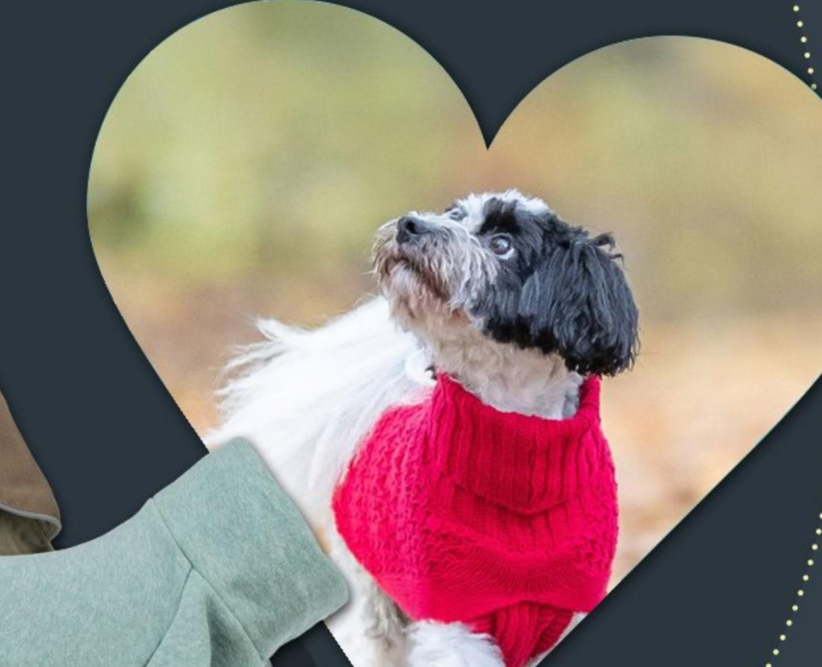 Kaputići, majice i puloveri za pse - Akcija u trgovini Zoo City