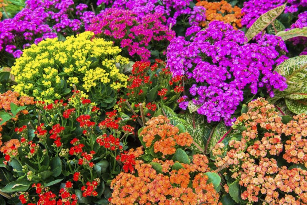 Kalanhoa 'Rosalina' T6 - Akcija u trgovini Bauhaus