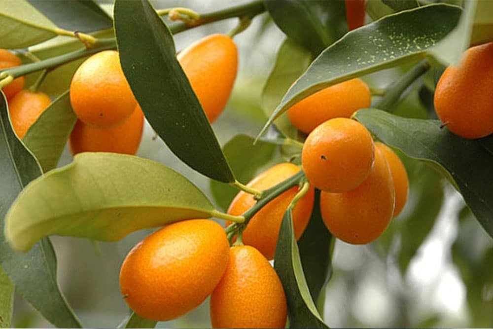 Domaći kumquat 120 g - Akcija u trgovini Kaufland