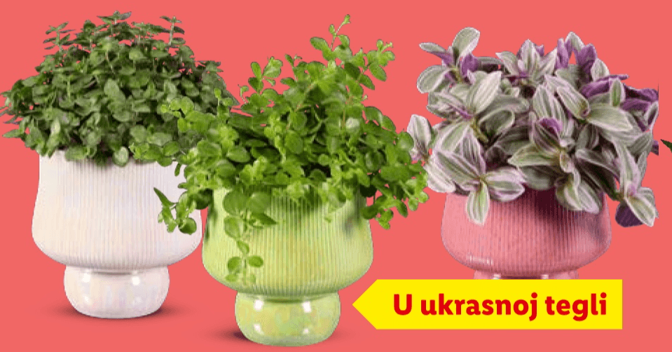 Viseći zeleni mix Komad - Akcija u trgovini Lidl