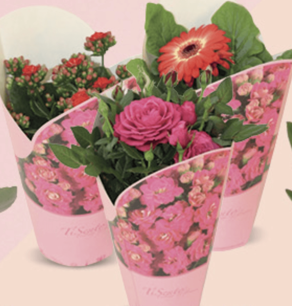 Cvatuće sobno bilje 12cm, kom - Akcija u trgovini Konzum