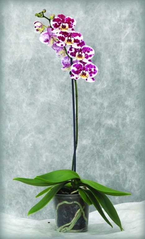 Orhideja 1 ili 2 grane
