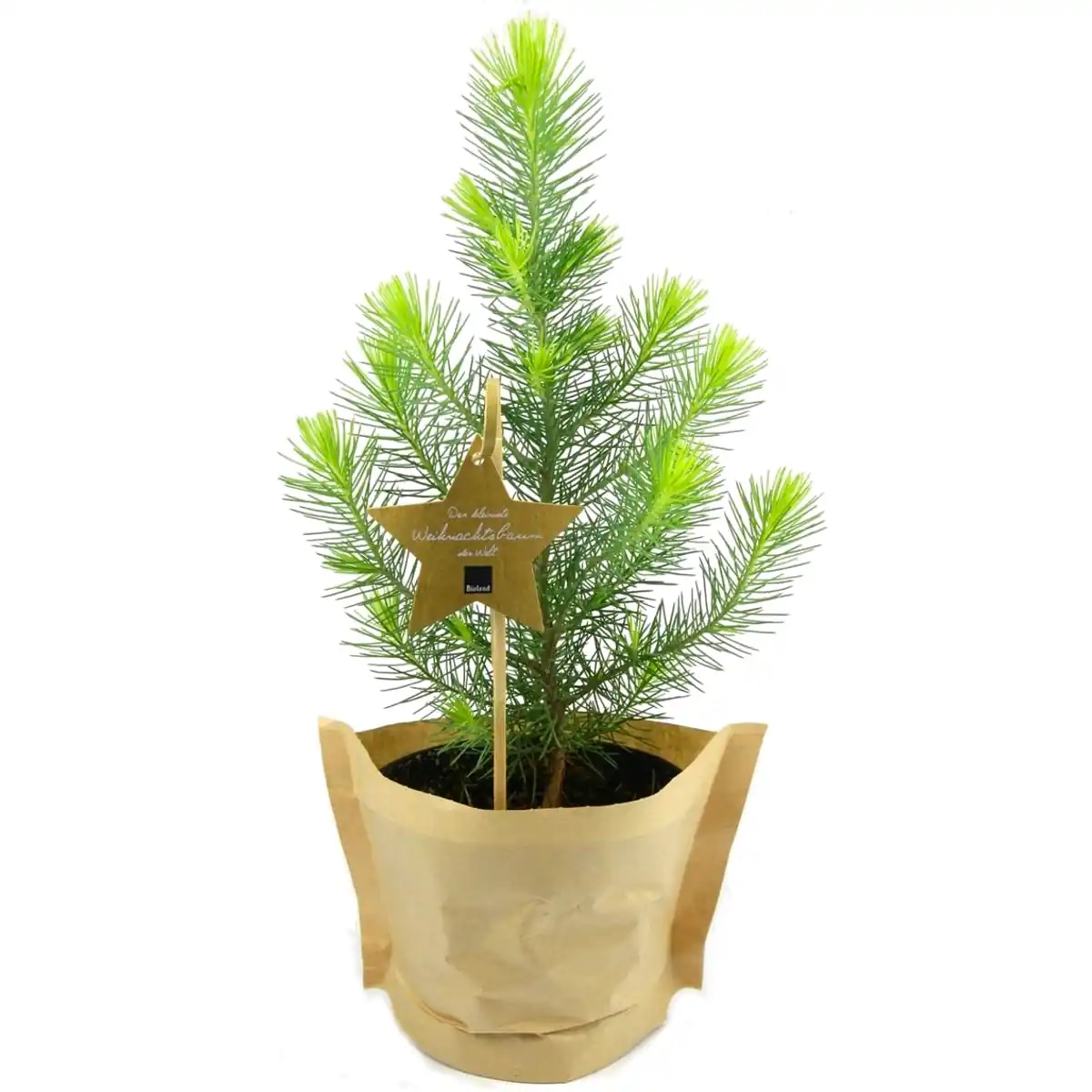 Bor Pinus Pinea Xmas 1 kom