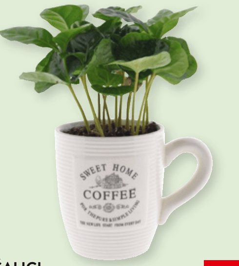 Kava u šalici 1 kom - Akcija u trgovini Spar