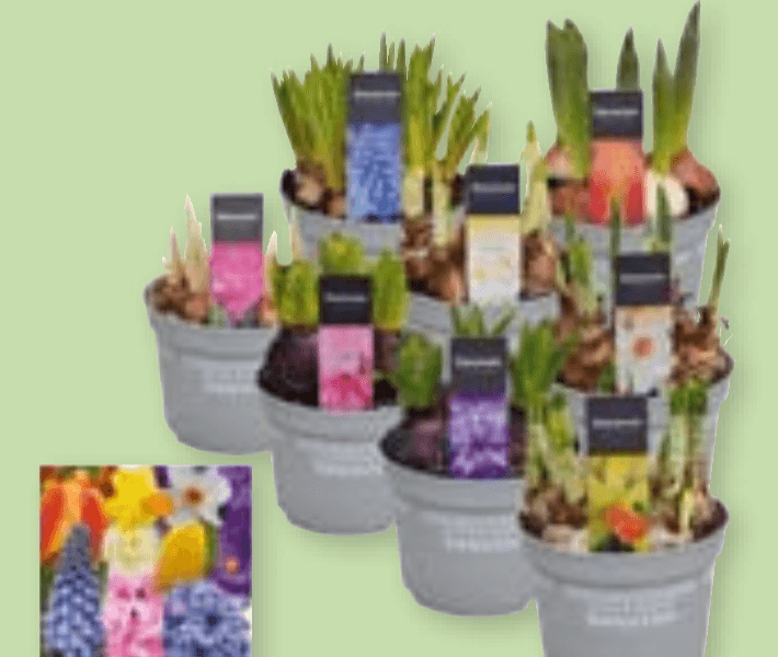 Lukovice 1 kom - Akcija u trgovini Spar