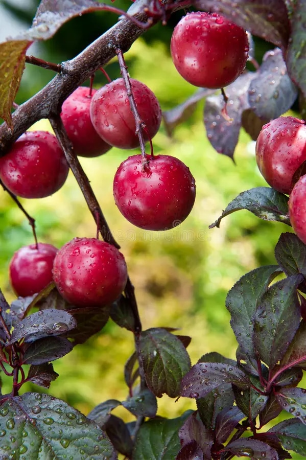 Sadnica ŠLJIVA / TREŠNJA - Akcija u trgovini Pevex