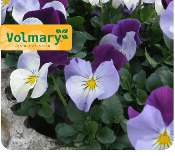 Maćuhica 'Ice Babies' - Akcija u trgovini Bauhaus